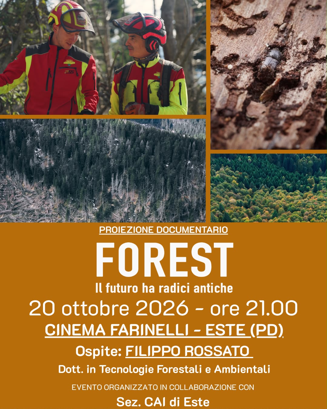 Forest